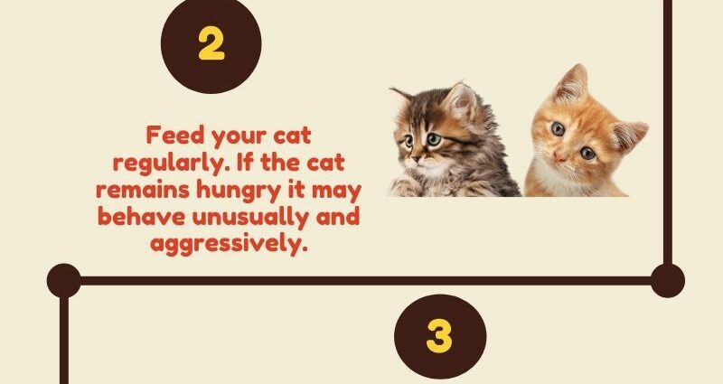 What to do if the cat, like you, has eaten for the holidays