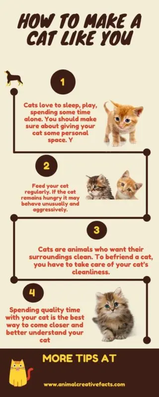 What to do if the cat, like you, has eaten for the holidays