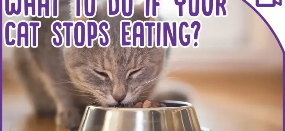 What to do if the cat stops eating and drinking