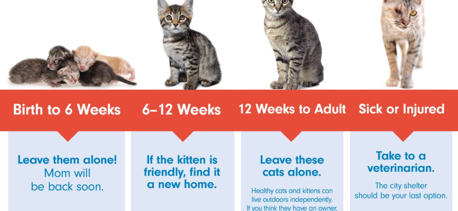 What to do if the kitten does not eat or drink anything