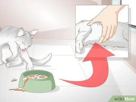 What to do if your cat is constipated