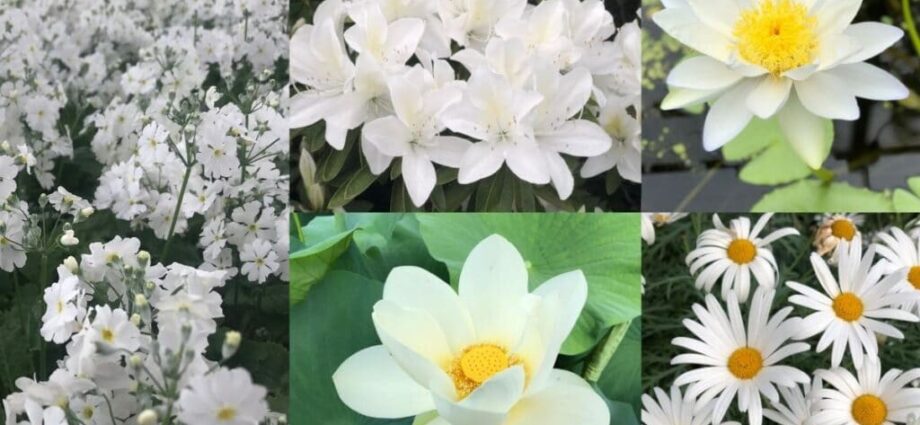 Que faire avec la floraison blanche sur les feuilles de cassis