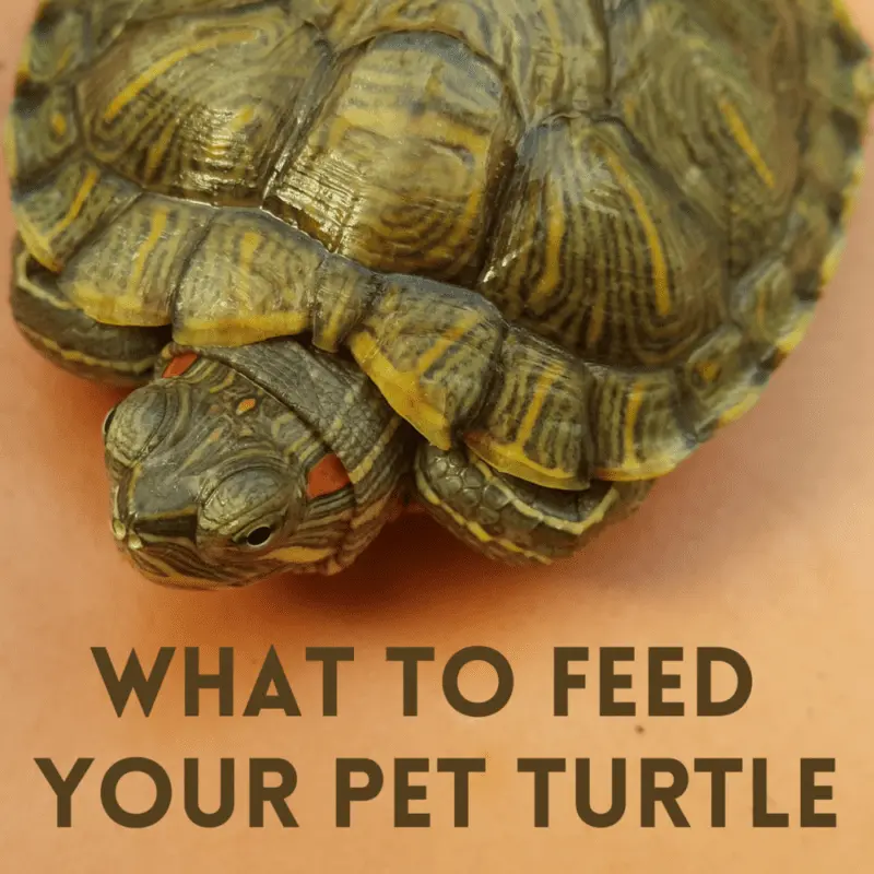 What to feed a domestic turtle