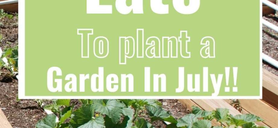 What to plant in July on free beds: advice