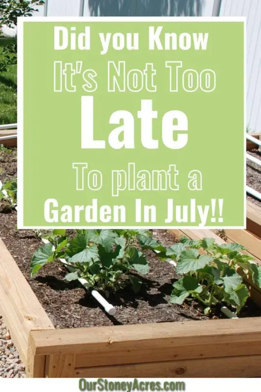 What to plant in July on free beds: advice