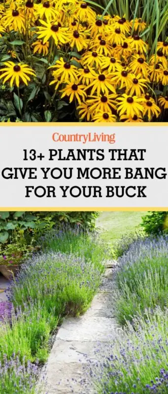 What to plant in the country in May: a guide for a novice summer resident