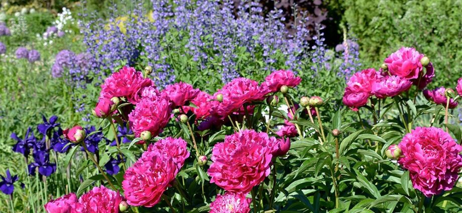 What to plant next to peonies in a flower bed, what to plant them with