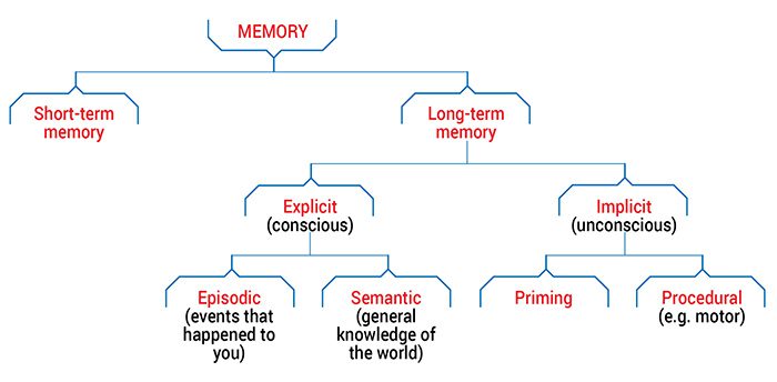 What types of memory do we have and how is each one exercised?