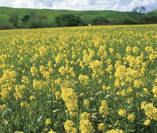 When and how to sow mustard correctly