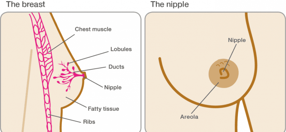 When and why does the breast start to hurt during pregnancy