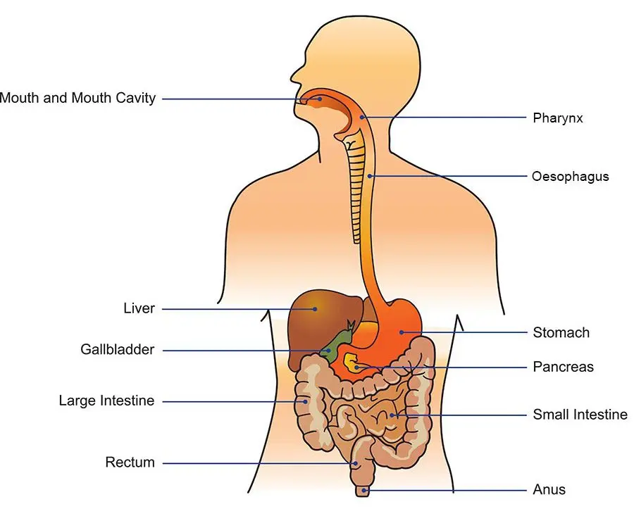 When the intestines are the most worried