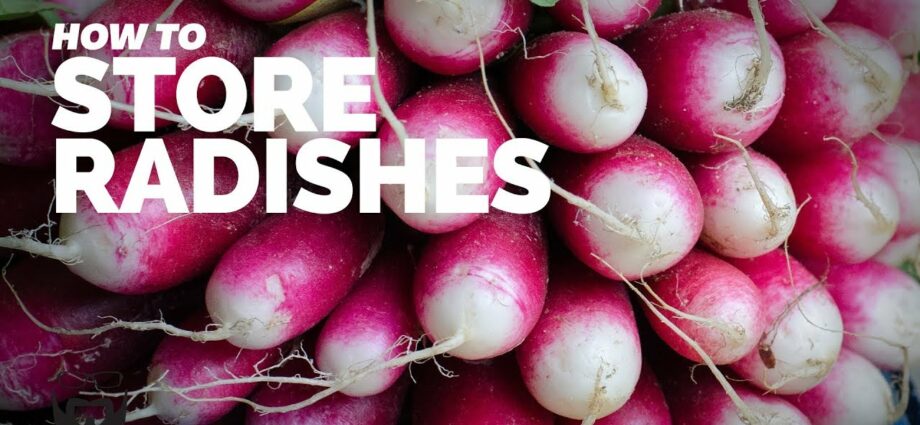 When to dig up a radish for storage