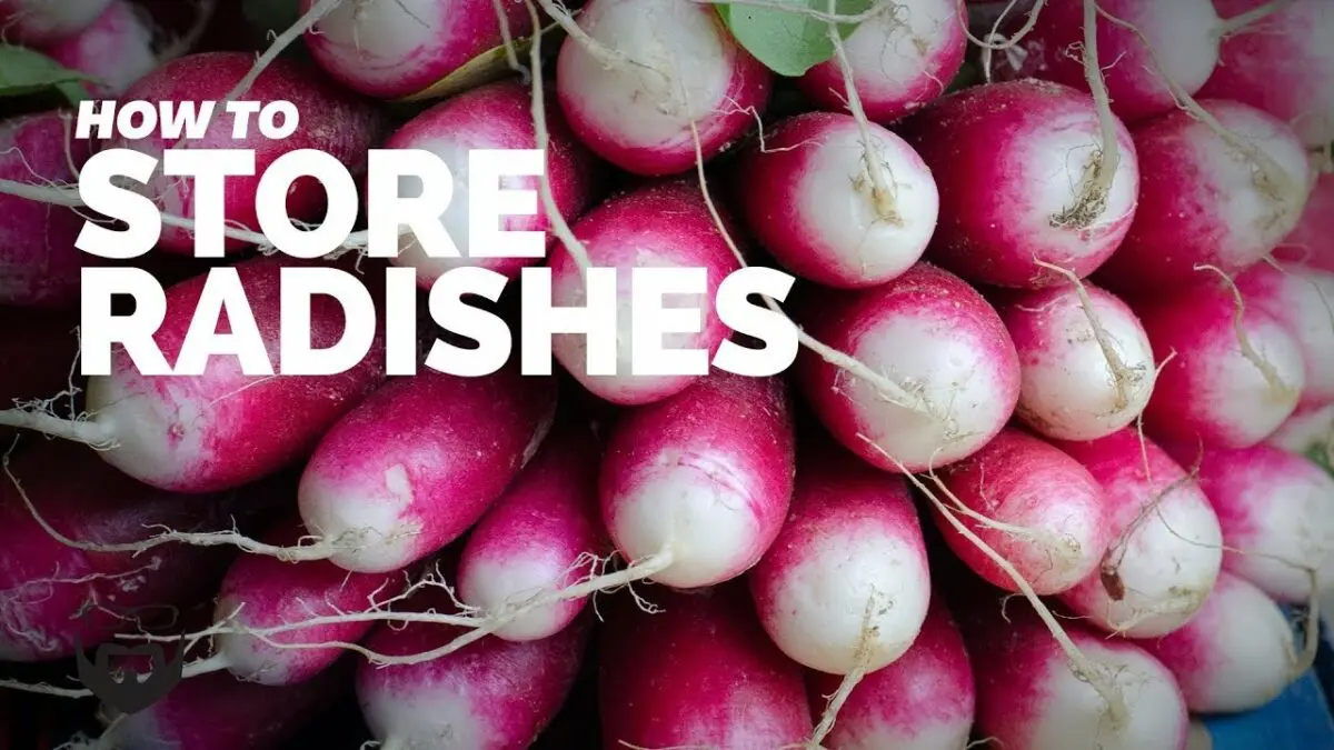 When to dig up a radish for storage