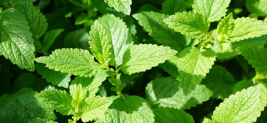 When to pick mint for the winter