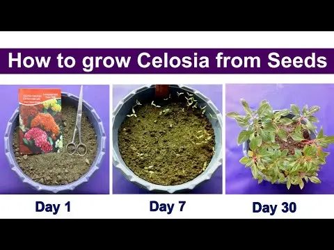 When to Plant Celosia for Seed Growing