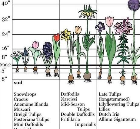 When to plant daffodils in autumn