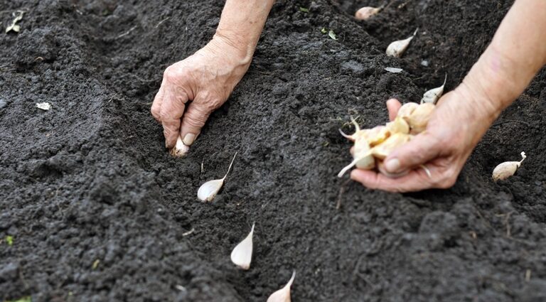 When to plant garlic seeds