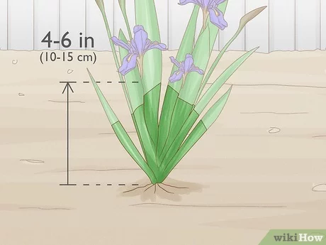 When to prune irises for the winter, after flowering, in the fall