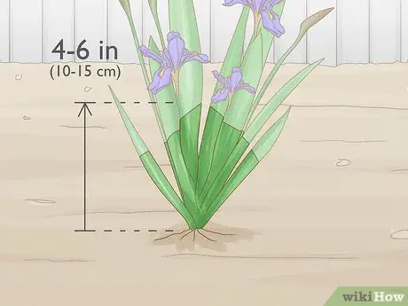 When to prune irises for the winter, after flowering, in the fall