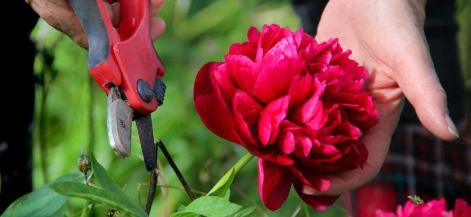 Do I need to prune peonies