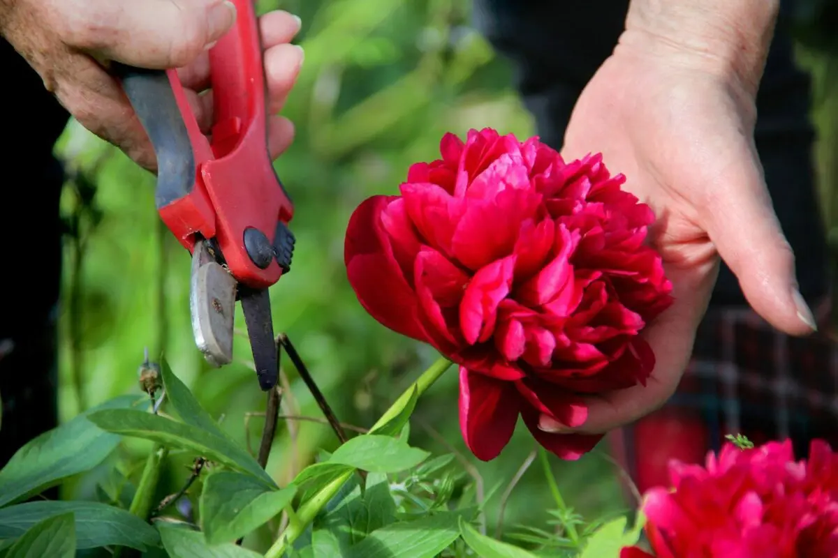 Do I need to prune peonies