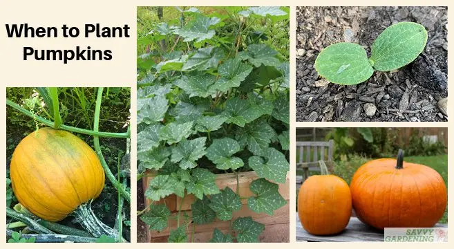 When to remove pumpkin from the garden for storage