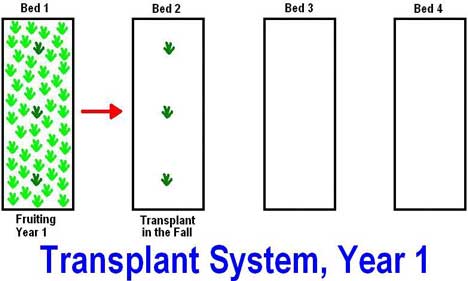 When to transplant strawberries in autumn: which month is better