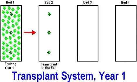 When to transplant strawberries in autumn: which month is better