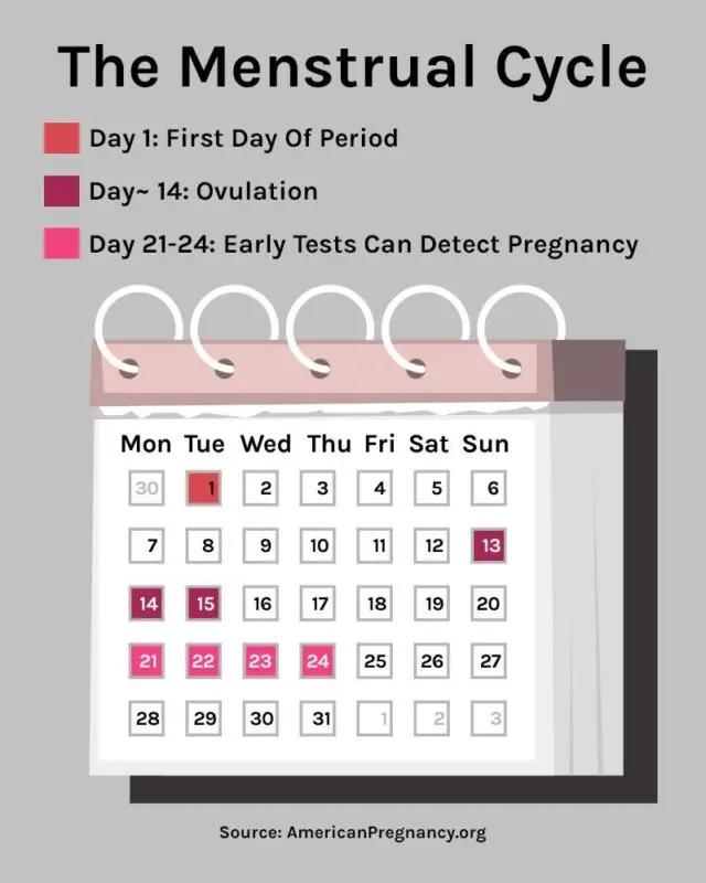 When will ovulation, if the cycle is 30 days: calculate pregnancy, early