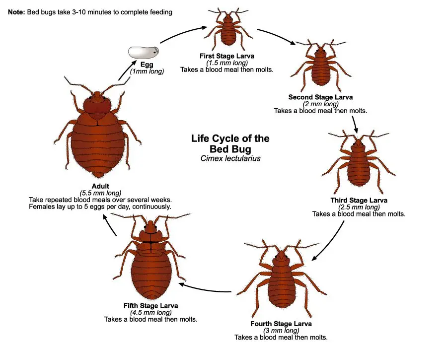 Where do bed parasites live: species