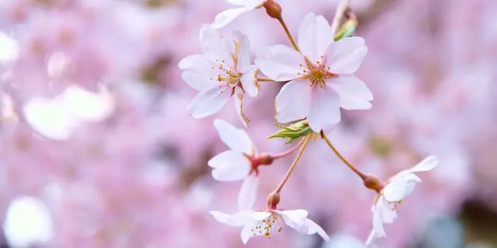 Where Japanese sakura will grow: Moscow in the list of the first
