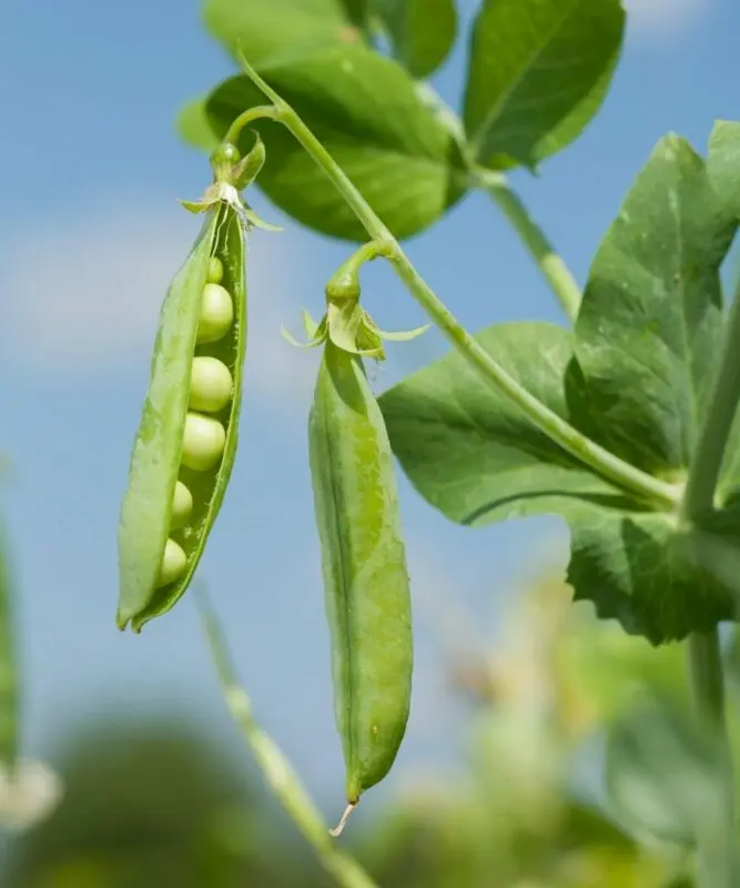 Where mouse peas grow and are they edible or not?