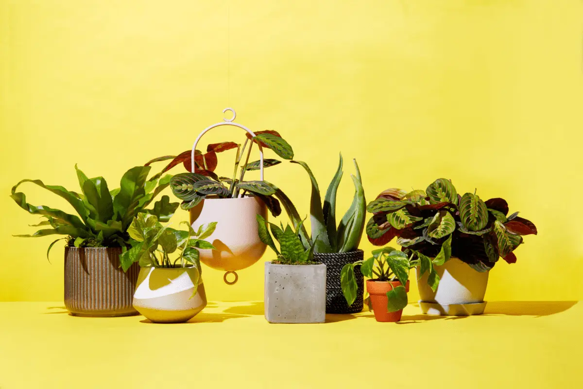 Where to buy indoor flowers at a discount