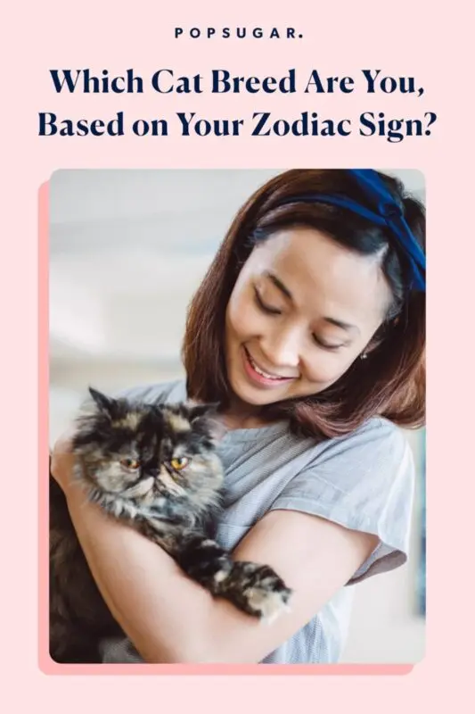 Which cat is right for you according to your zodiac sign?