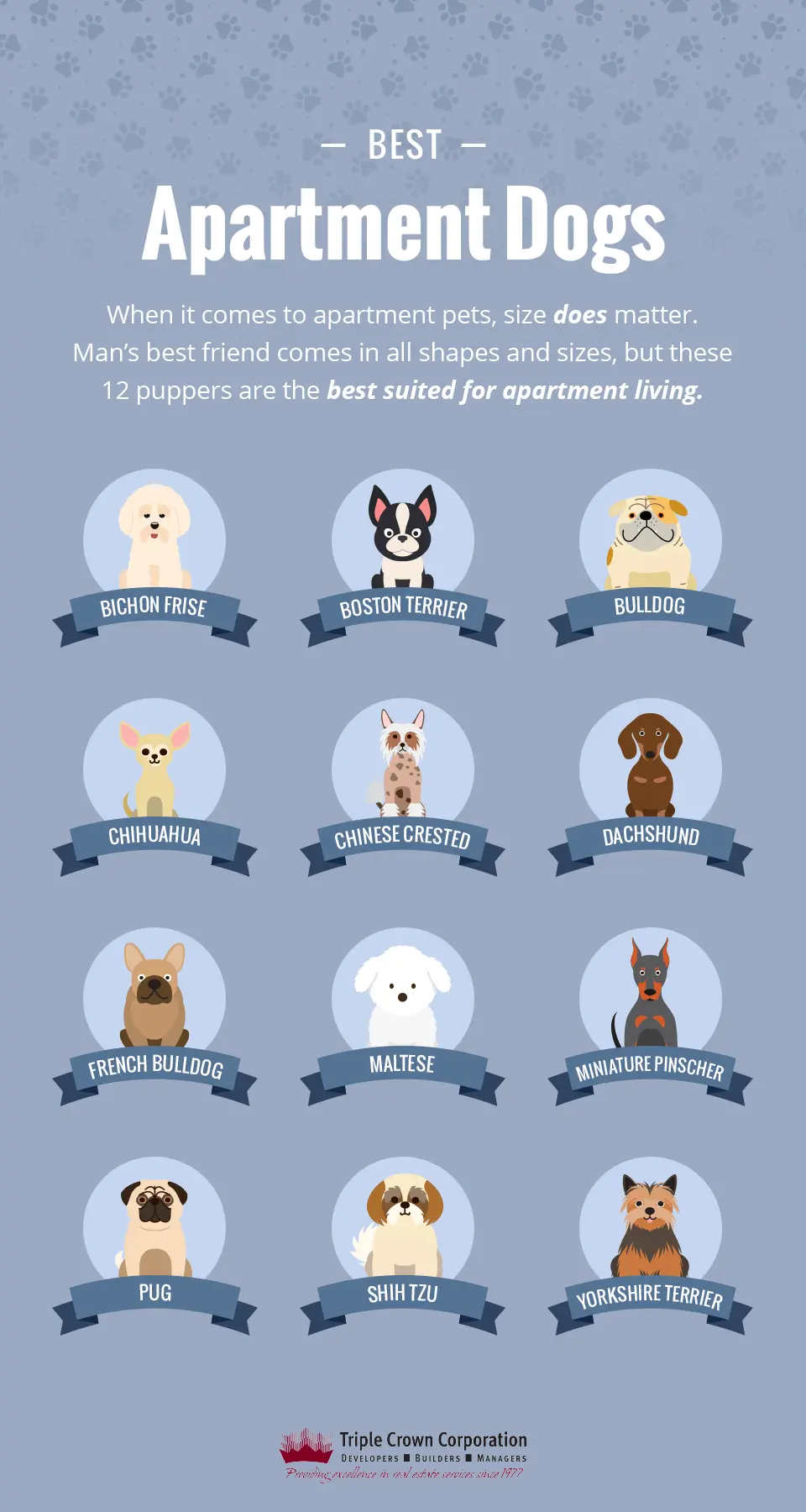 Which dogs are best for an apartment: breeds