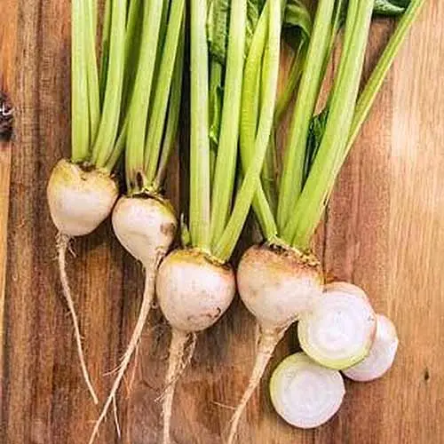 White beets: varieties