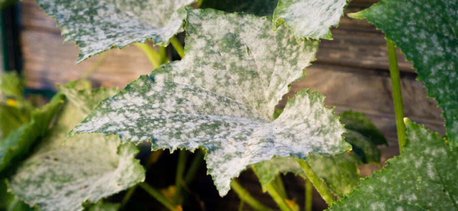 White bloom on cucumber leaves in a greenhouse