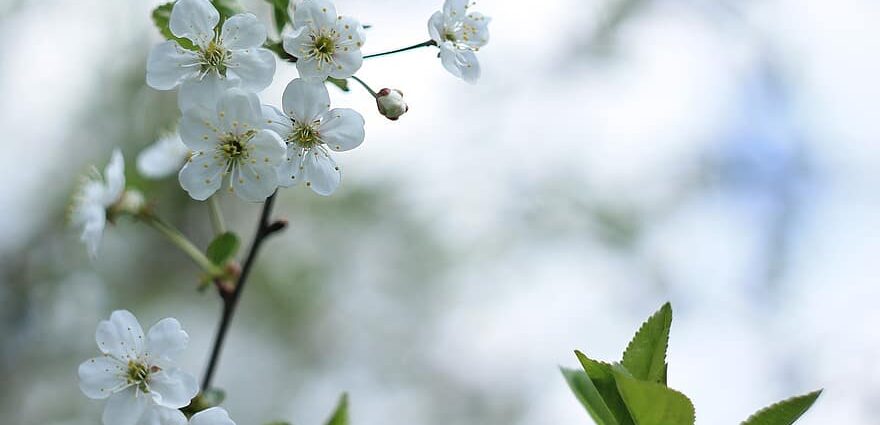 White bloom on the leaves of the grapes from below