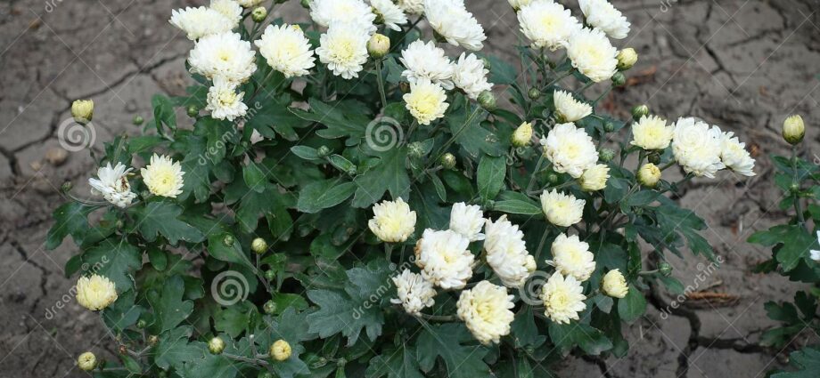 White chrysanthemums bush