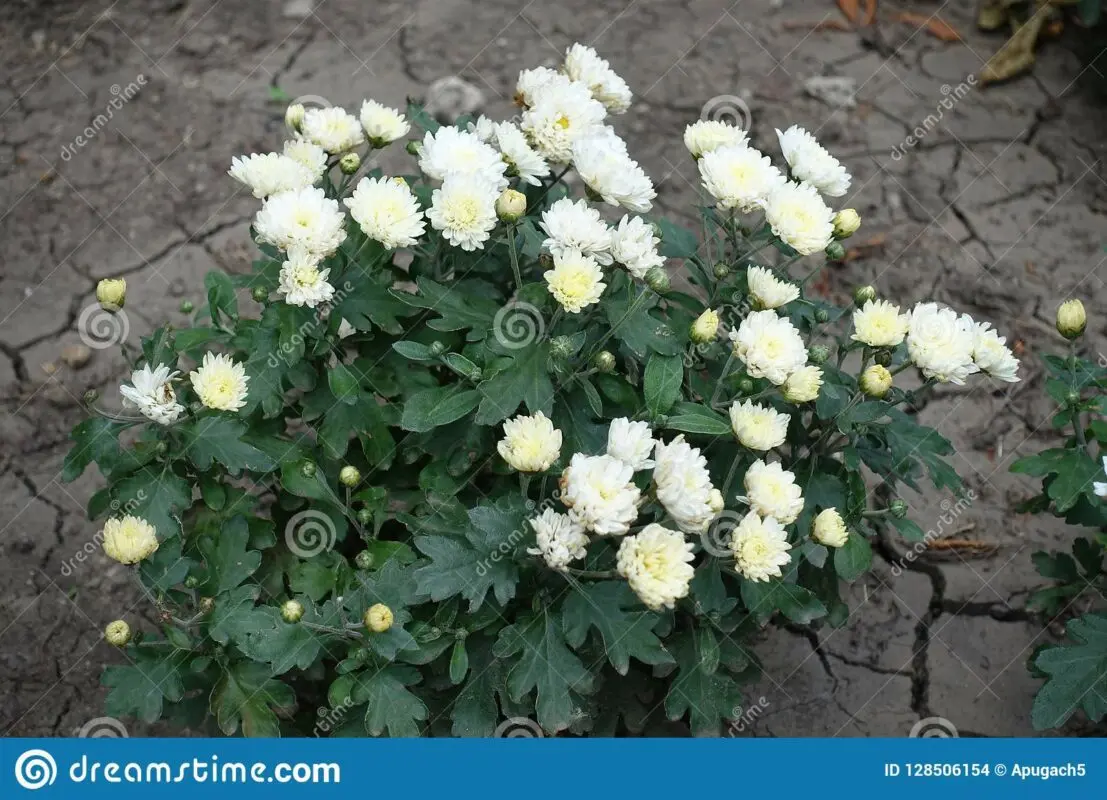 White chrysanthemums bush