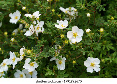 White cinquefoil: properties and applications. Video