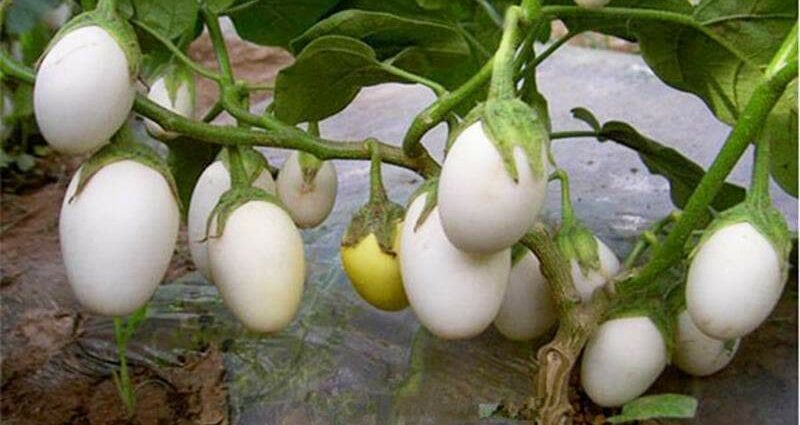 White eggplant