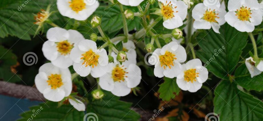 白色花園草莓：品種