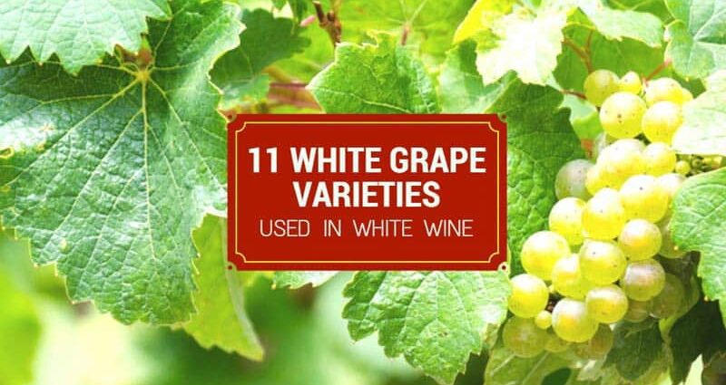 White grape varieties: description, photo