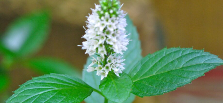 White mint and mint with white flowers