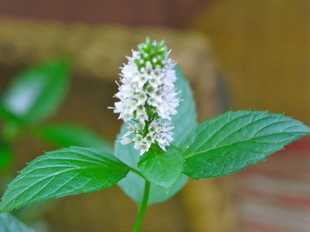 White mint and mint with white flowers