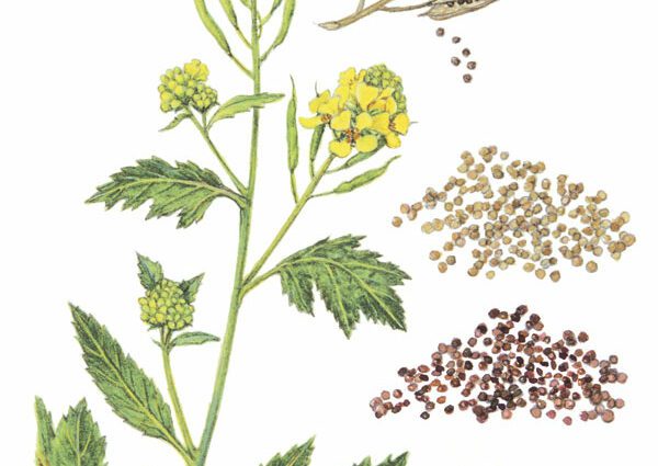 White mustard seeds: how to plant