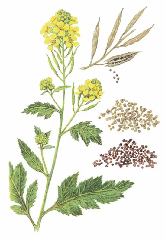 White mustard seeds: how to plant