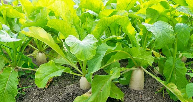 Củ cải trắng: ngày trồng