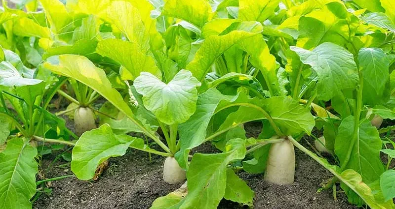 Daikon: outdoor planting and care